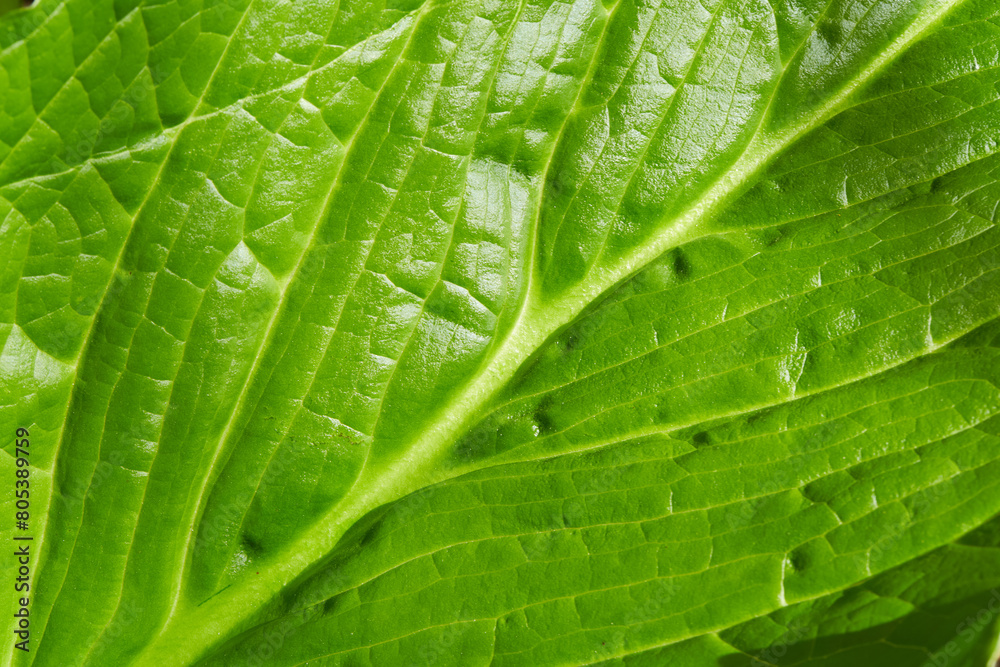 Close-up photograph of a green leaf. Close-up photograph of a green leaf.