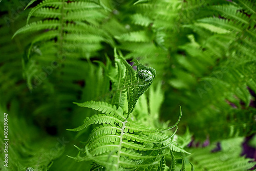 young fern leaf. nature background photo