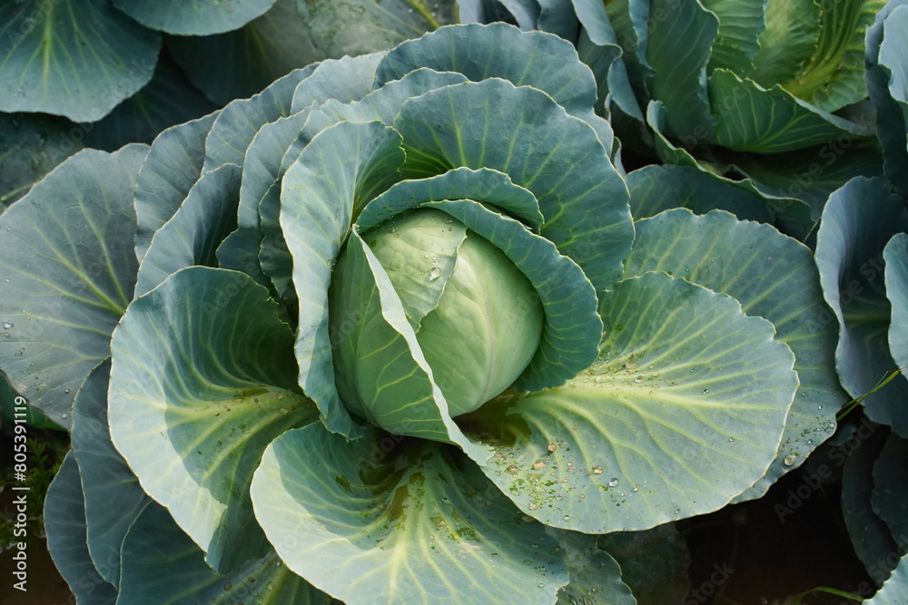 Fototapeta premium Danish ballhead cabbage is growing in the garden, close-up. The concept of growing vegetables in a home garden. Real photo, high angle view.