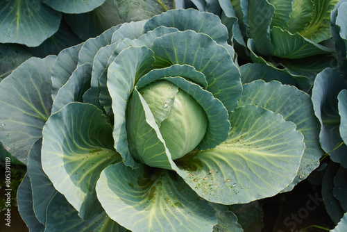 Danish ballhead cabbage is growing in the garden  close-up. The concept of growing vegetables in a home garden. Real photo  high angle view.