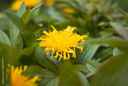 Yellow flower of dandelion in green grass. Spring photo. Top view. Close-up. Small depth of field (DOF)