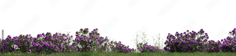wild grass and flowers on transparent background - 3D Illustration wild grass and flowers on transparent background - 3D Illustration