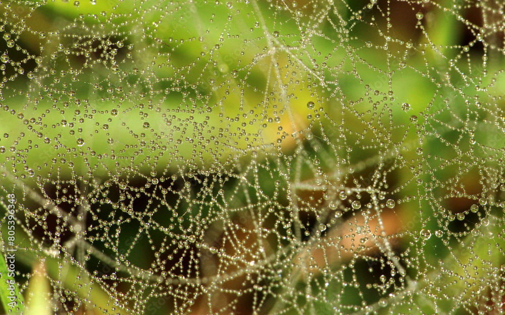 spider web with dew drops