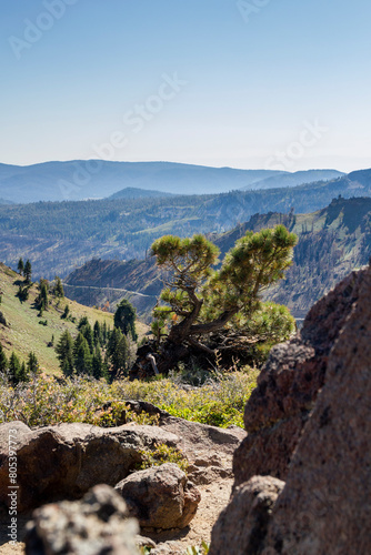 a interseting iconic bush at a steep Abyss at the lassen volcanic national park, california photo