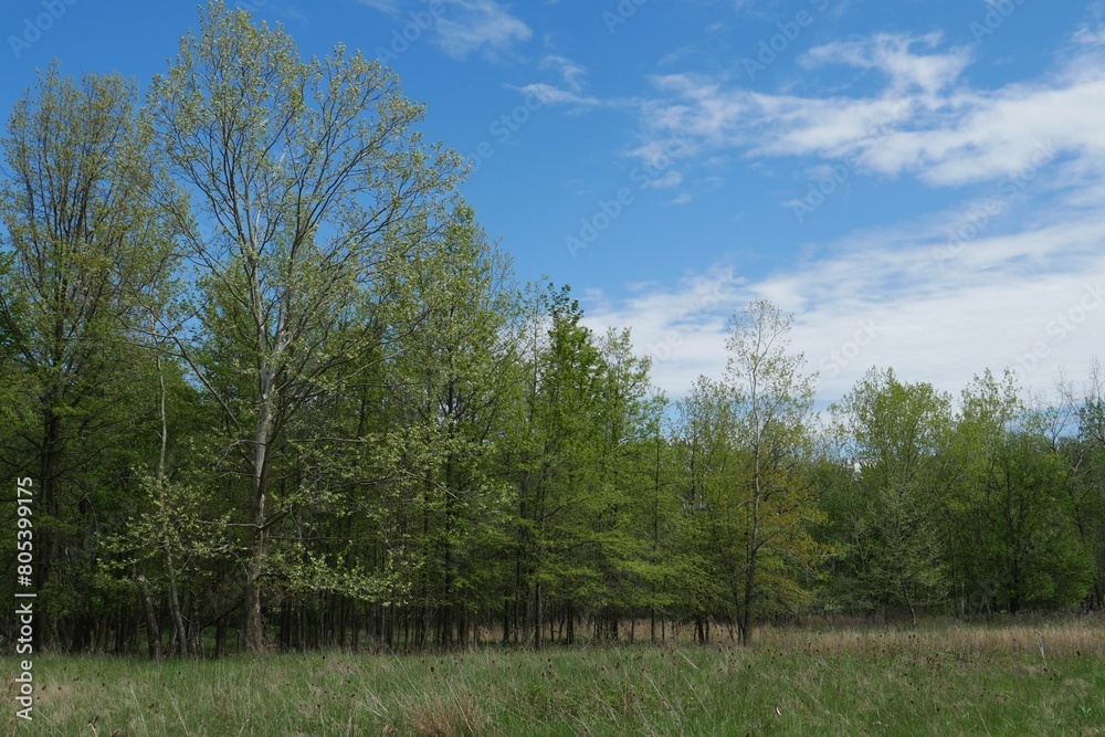 Blue sky above a line of trees on the edge of a grassy meadow in Ohio Blue sky above a line of trees on the edge of a grassy meadow in Ohio