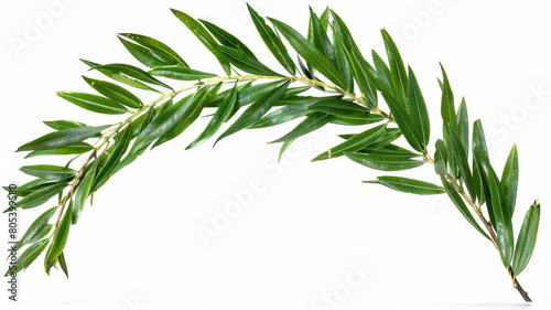 A long green leafy branch with a white background