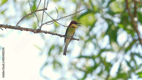 Colorful bee-eater bird perched on branch against natural green background, avian biodiversity and beauty of wildlife in natural habitats. Birdwatching and nature conservation. photo