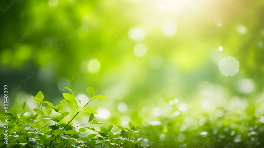 Grass Background with Blurred Bokeh and Sun Natural Abstract Green Field with Meadow Grass