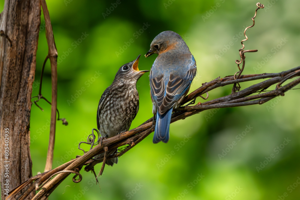 Juvenile Bluebird being feed by a parent Juvenile Bluebird being feed by a parent