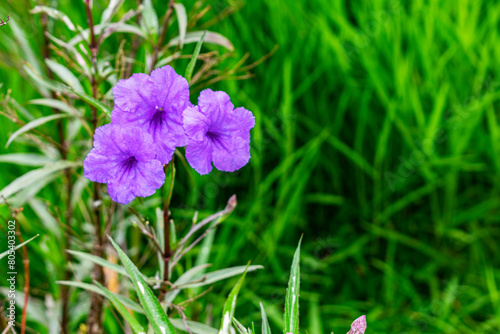 Ruellia tuberosa. Purple flower. Garden lawn.