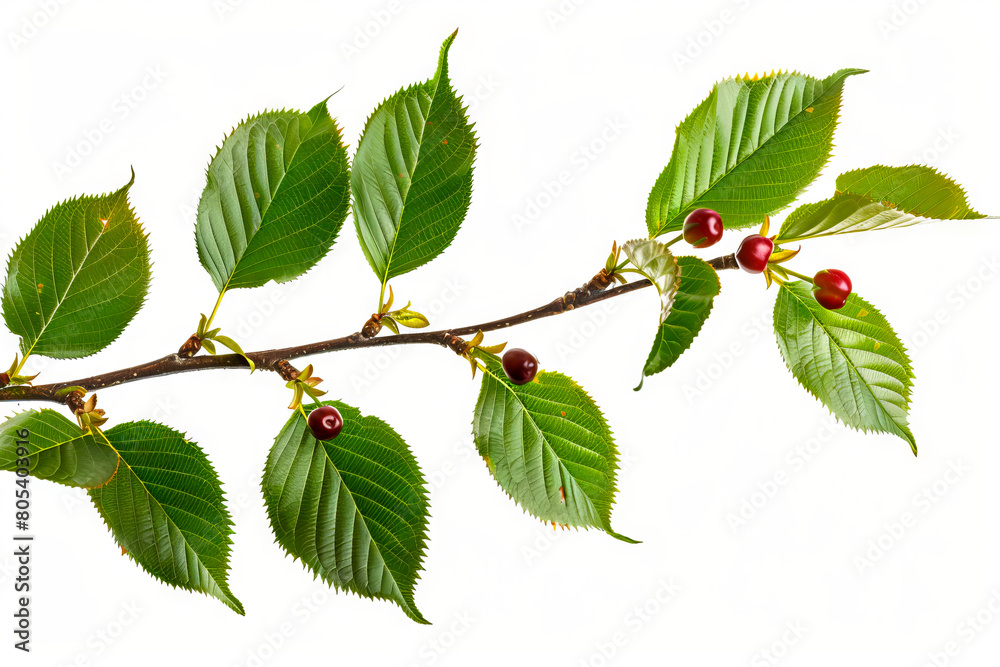 A branch with green leaves and red berries. A branch with green leaves and red berries.