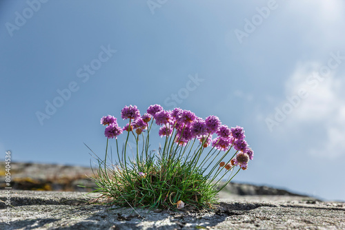 Strand Grasnelke auf einem Fels an der Schärenküste Nahaufnahme