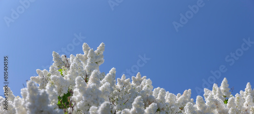 Weißer Flieder vor blauem Himmel