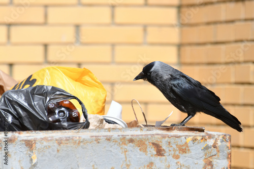 Jackdaw sits on the edge of a garbage container photo