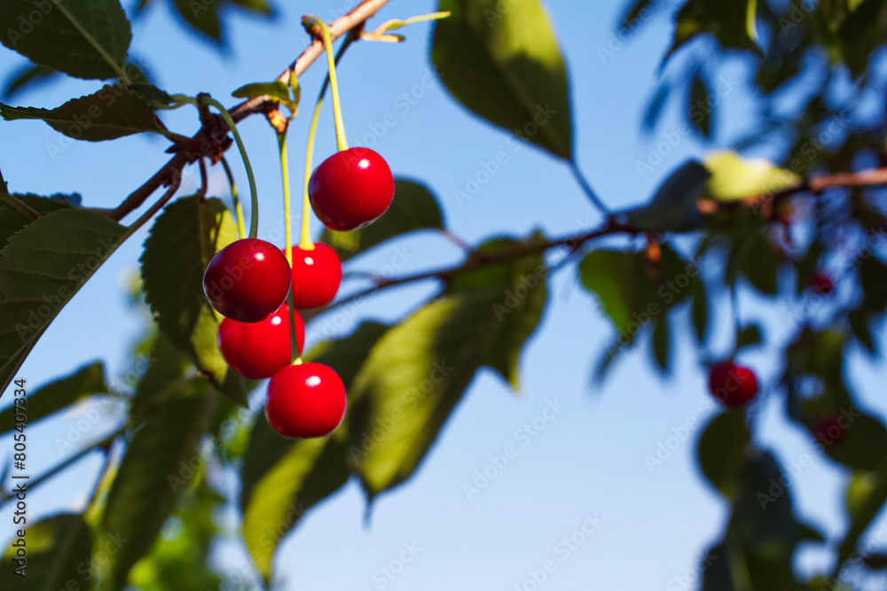 A cluster of shiny red cherries dangles from a branch, epitomizing fresh produce in nature.