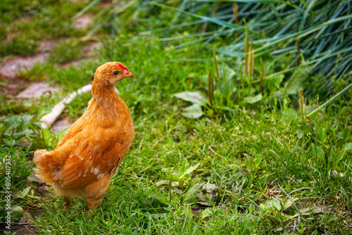 A brown chicken stands alert in a vibrant green garden, surrounded by lush grass and plants.