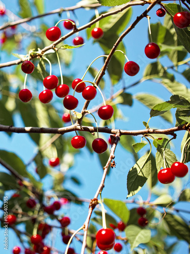A bountiful cherry tree in daylight, where clusters of ripe cherries are prominently displayed against a backdrop of green leaves.