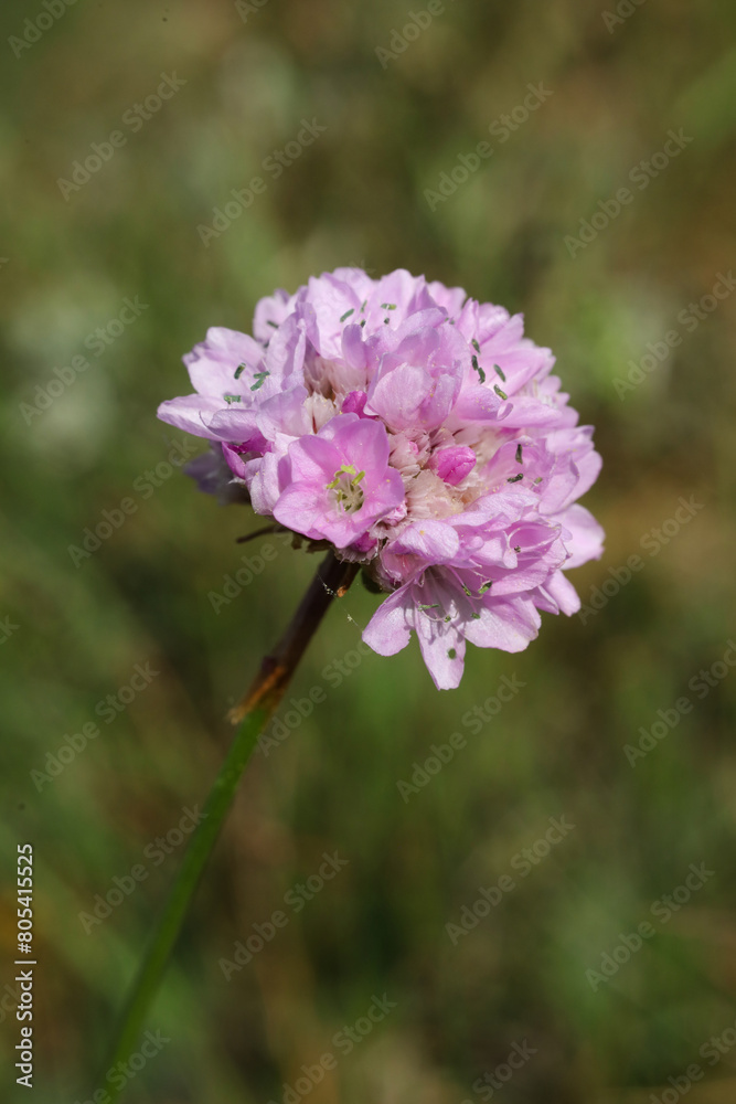 A selective focus shot of a pink Armeria maritima, the thrift, sea thrift or sea pink flower with blurred background A selective focus shot of a pink Armeria maritima, the thrift, sea thrift or sea pink flower with blurred background