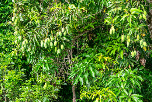 Fototapeta Naklejka Na Ścianę i Meble -  Mango tree. Many mangoes hanging on the tree. Green and beautiful mangoes.