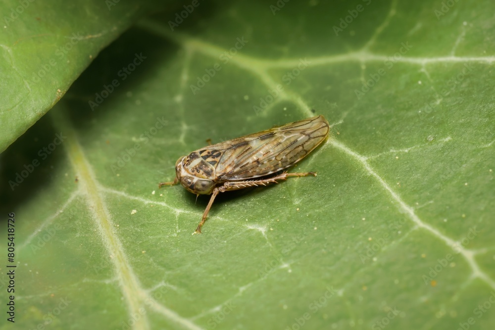 Obraz premium Leafhopper Idiocerus herrichii on a leaf