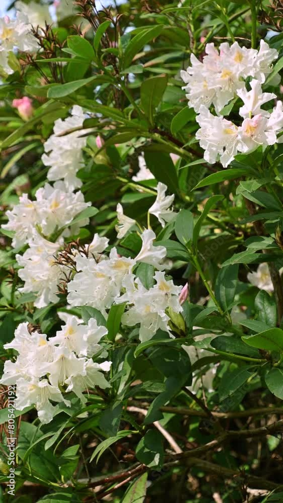 Beautiful white flowers of Rhododendron aureum. Spring bloom. Floral background. Beautiful white flowers of Rhododendron aureum. Spring bloom. Floral background.