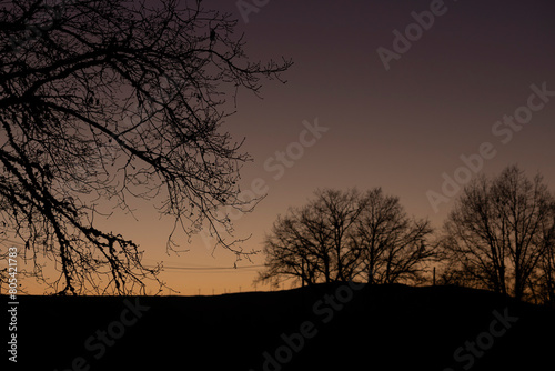 Silhouette view of three trees at sunset