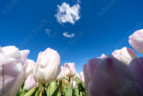 Low angle view of colorful pink white tulips growing © MelissaMN