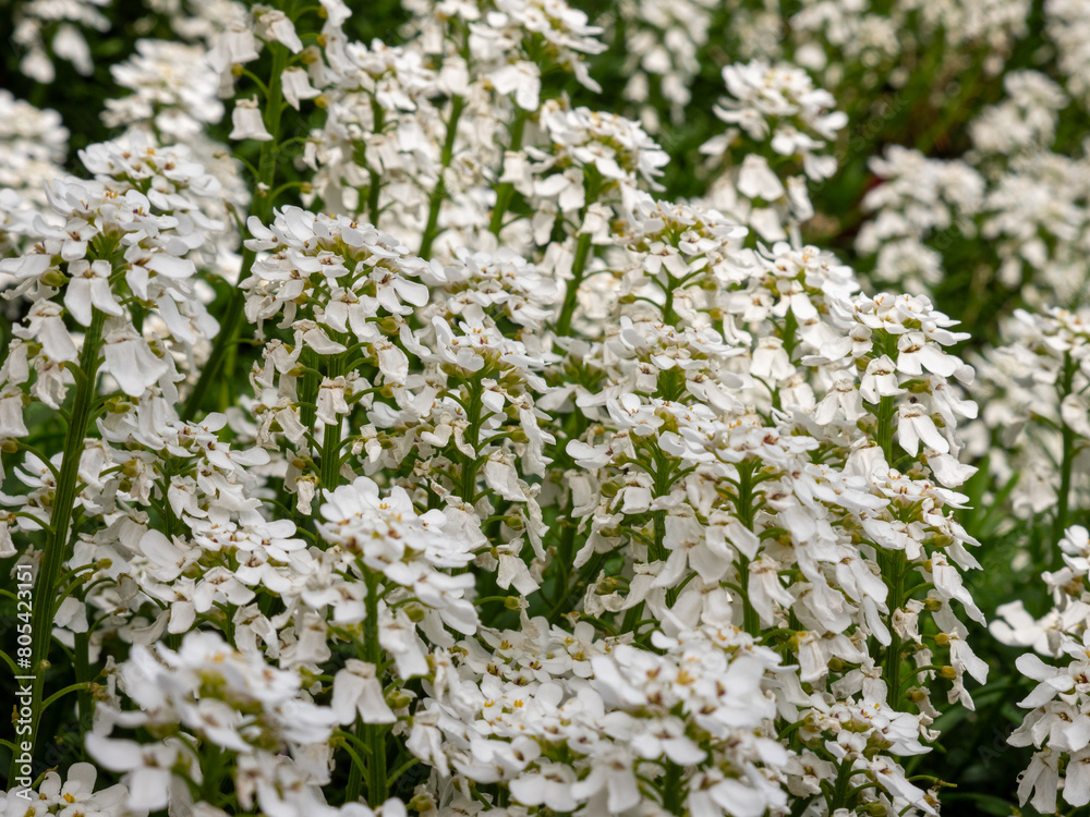 Detail shots of evergreen candytuft with different focus levels and blurred effects Detail shots of evergreen candytuft with different focus levels and blurred effects