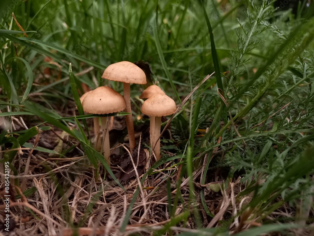 mushrooms in the grass