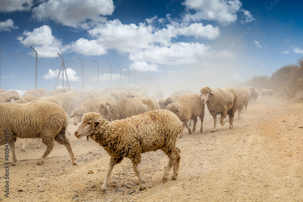 Fototapeta premium A Flock of Merino Sheep Grazing in Spain