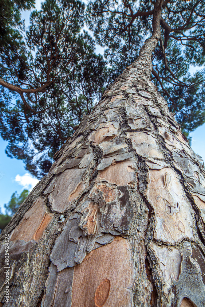Majestic Stone Pine in Huelva, Spain Under Daylight Majestic Stone Pine in Huelva, Spain Under Daylight