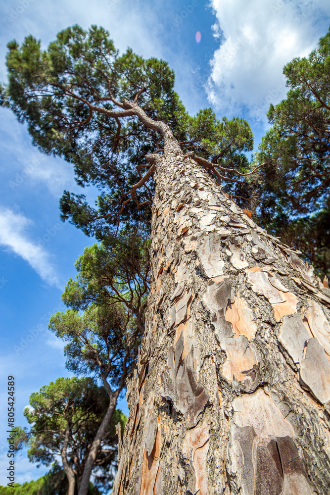 Majestic Stone Pine in Huelva, Spain Under Daylight Majestic Stone Pine in Huelva, Spain Under Daylight