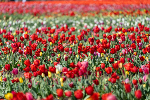 Mix of multicolored tulips growing in a farm flower field in the springtime © MelissaMN