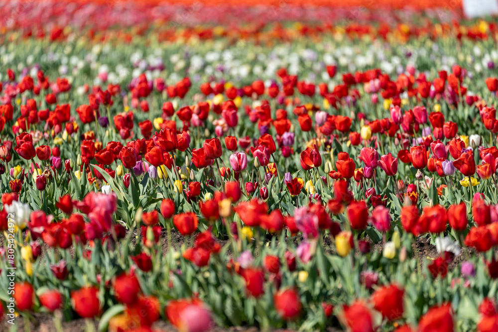 Mix of multicolored tulips growing in a farm flower field in the springtime