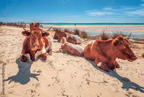 Cows on the Beach photo