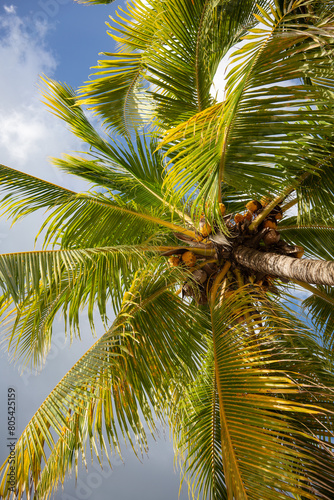 Palm tree vertical view © MIKE FOUQUE
