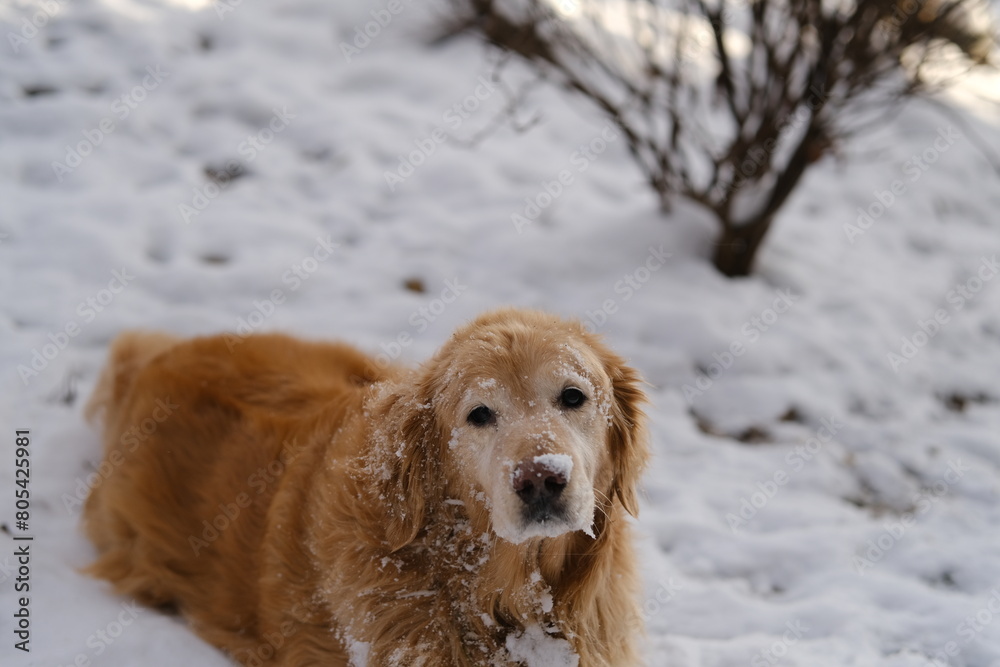 Golden Retriever in the snow