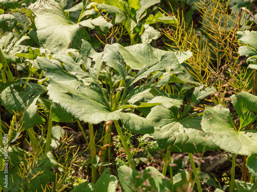 Southern Urals, Petasites radiatus on the river bank. photo