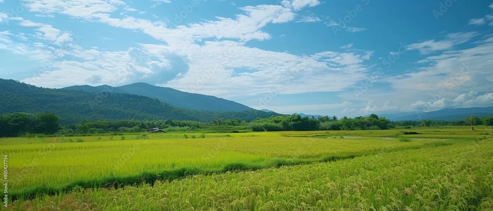Fototapeta premium Background image of a fertile rice field view with mountain views and bright blue skies. landscape with grass and blue sky. Generative AI