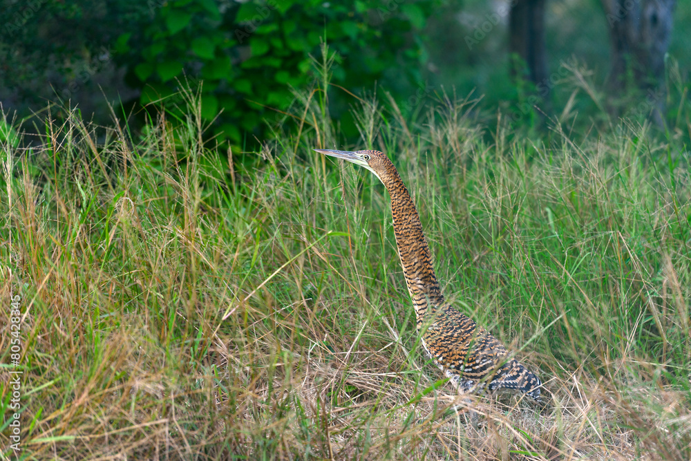 Fototapeta premium Airone tigrato