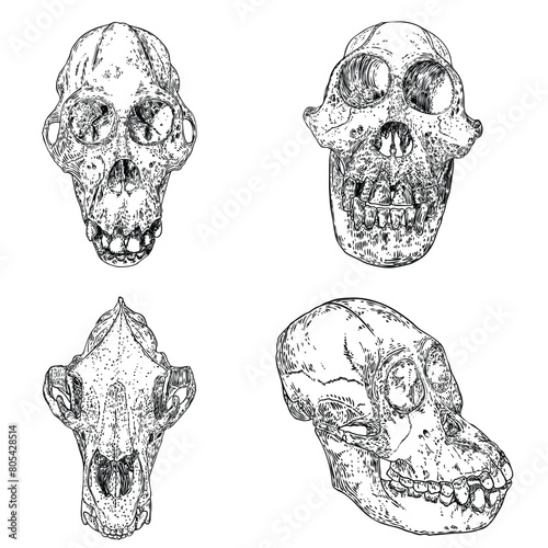 Magic animal bones design elements set. Hand drawn sketch for magician collection. Witchcraft spell symbols, wolf or dog coyotes, Orangutan, Orang-utan, monkey ape. Vector.