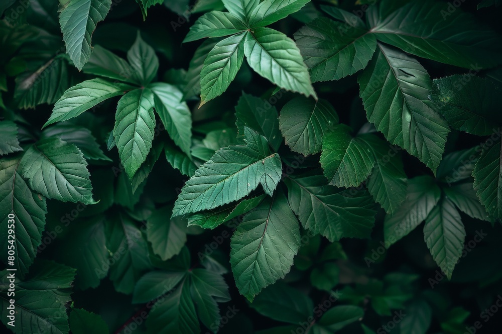 Nature concept. Layout with texture a green leaf close-up. Background with Leaves vintage dark green color and white frame. Beautiful simple AI generated image in 4K, unique. Nature concept. Layout with texture a green leaf close-up. Background with Leaves vintage dark green color and white frame. Beautiful simple AI generated image in 4K, unique.