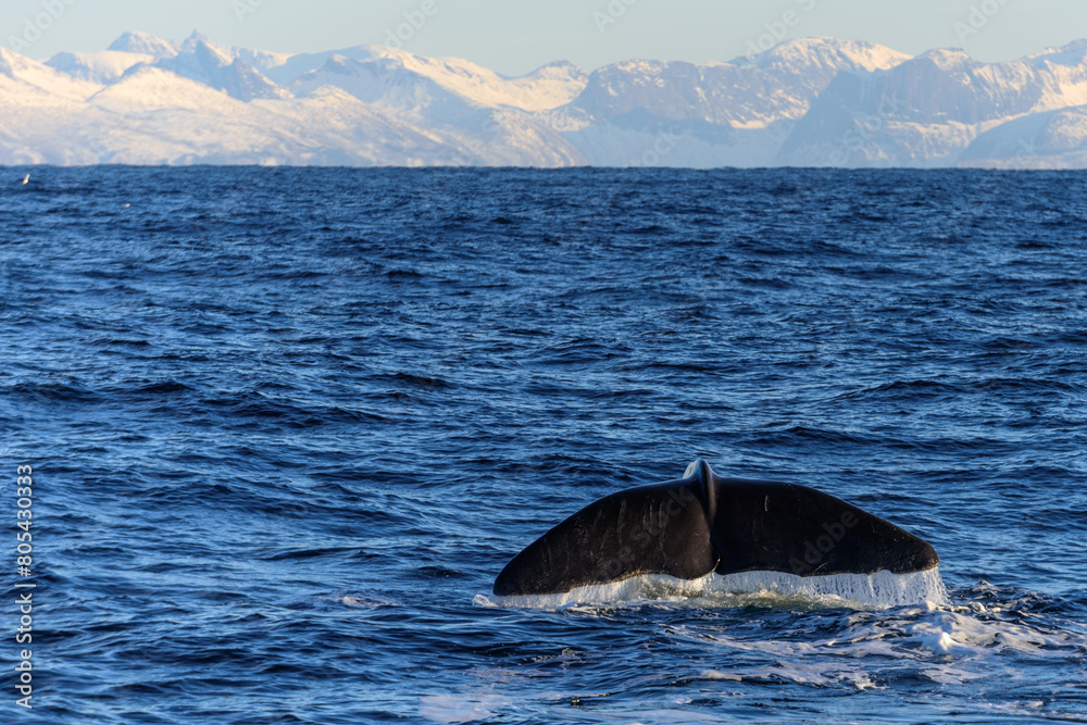 Fototapeta premium Balena che si immerge