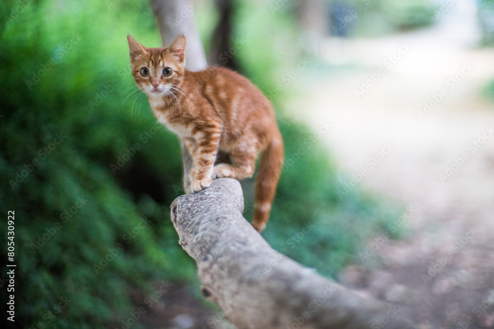 Obraz premium Young stray cat on a branch, Seville, Spain