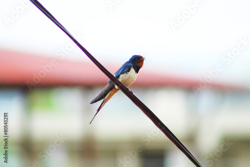 Barn swallow perched on telephone cable.  © Sever
