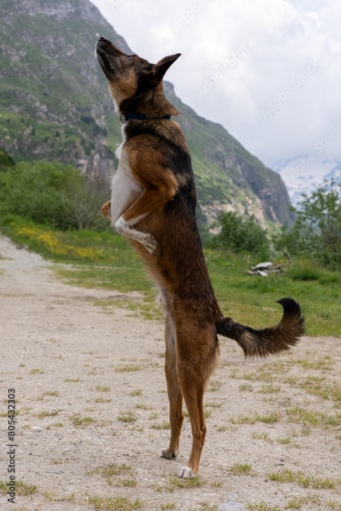Naklejka premium Dog playing with ball. Belgian Shepherd Dog. Malonois. Dog playing with ball. Running dog. Dog jumping. Dog in the Mountains. Dog in Switzerland. Belgian Shepherd.
