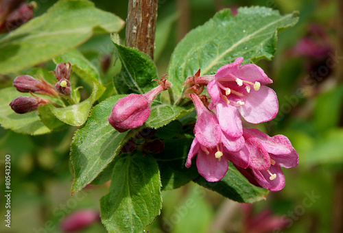 Weigela coraeensis flowers photo