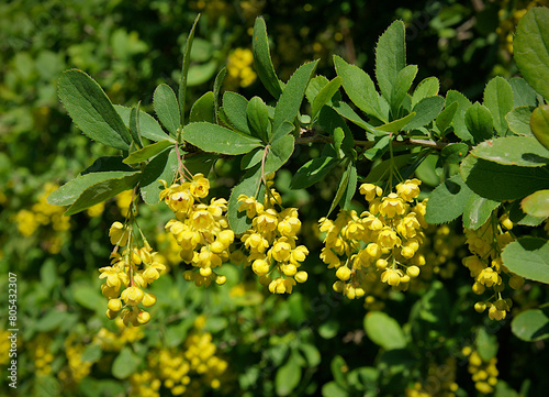 Berberis vulgaris flowers photo