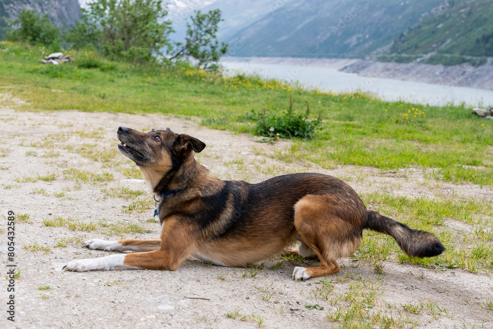 Dog playing with ball. Belgian Shepherd Dog. Malonois. Dog playing with ball. Running dog. Dog jumping. Dog in the Mountains. Dog in Switzerland. Belgian Shepherd. Dog playing with ball. Belgian Shepherd Dog. Malonois. Dog playing with ball. Running dog. Dog jumping. Dog in the Mountains. Dog in Switzerland. Belgian Shepherd.