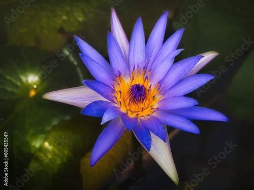 Beautiful colorful water lily macro close up outdoors in nature